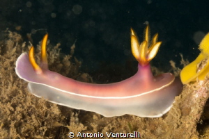 Hypselodoris, Nha Trang, Vietnam by Antonio Venturelli 